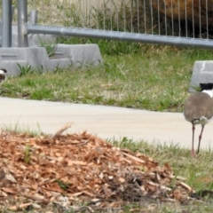 Vanellus miles at Hume, ACT - 30 Aug 2021 01:32 PM