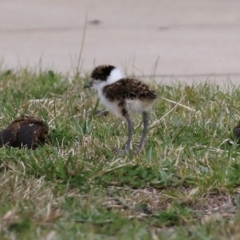 Vanellus miles at Hume, ACT - 30 Aug 2021 01:32 PM