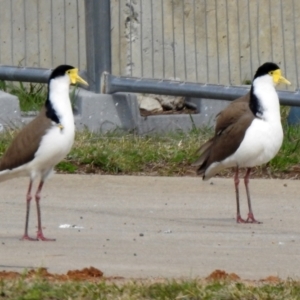 Vanellus miles at Hume, ACT - 30 Aug 2021 01:32 PM