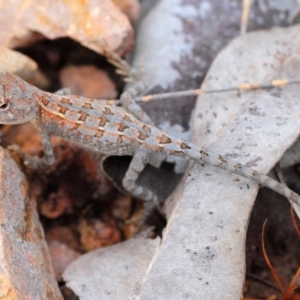 Diporiphora australis at Bambaroo, QLD - 25 Apr 2017 11:06 AM