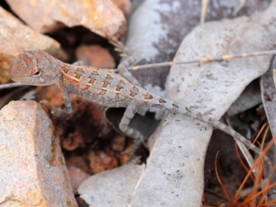 Diporiphora australis (Tommy Roundhead) at Bambaroo, QLD - 25 Apr 2017 by Harrisi