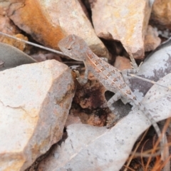 Diporiphora australis at Bambaroo, QLD - 25 Apr 2017 11:06 AM