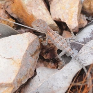 Diporiphora australis at Bambaroo, QLD - 25 Apr 2017 11:06 AM