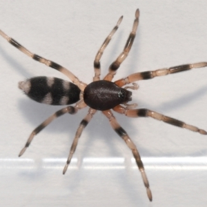Lampona sp. (genus) at Evatt, ACT - 28 Aug 2021
