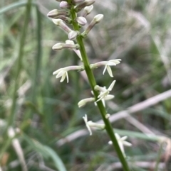 Stackhousia monogyna (Creamy Candles) at Mount Majura - 30 Aug 2021 by JaneR