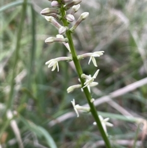 Stackhousia monogyna at Downer, ACT - 30 Aug 2021