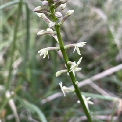 Stackhousia monogyna (Creamy Candles) at Downer, ACT - 30 Aug 2021 by JaneR