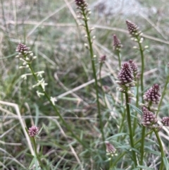 Stackhousia monogyna at Downer, ACT - 30 Aug 2021 04:25 PM