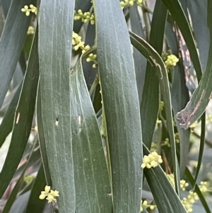 Acacia floribunda at Hackett, ACT - 30 Aug 2021