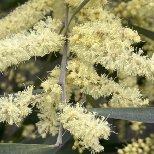 Acacia floribunda at Hackett, ACT - 30 Aug 2021