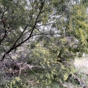 Acacia floribunda at Hackett, ACT - 30 Aug 2021