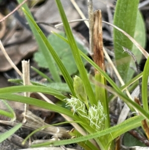 Carex breviculmis at Majura, ACT - 30 Aug 2021 02:27 PM