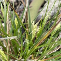 Carex breviculmis at Majura, ACT - 30 Aug 2021 02:27 PM