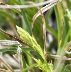 Carex breviculmis at Majura, ACT - 30 Aug 2021