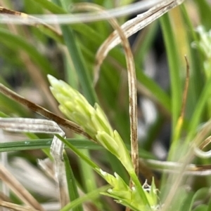 Carex breviculmis at Majura, ACT - 30 Aug 2021