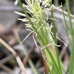 Carex breviculmis at Majura, ACT - 30 Aug 2021 02:27 PM