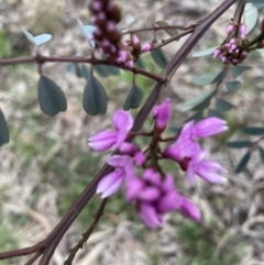 Indigofera australis subsp. australis (Australian Indigo) at Crace, ACT - 30 Aug 2021 by Jenny54