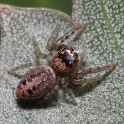 Opisthoncus sexmaculatus (Six-marked jumping spider) at Downer, ACT - 8 Aug 2021 by TimL