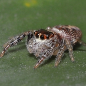 Opisthoncus sexmaculatus at Downer, ACT - 8 Aug 2021