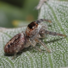 Opisthoncus sexmaculatus at Downer, ACT - 8 Aug 2021 11:53 AM