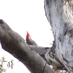 Callocephalon fimbriatum at Hackett, ACT - 30 Aug 2021