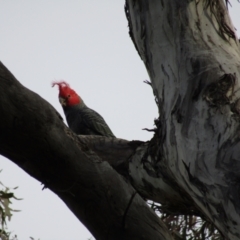 Callocephalon fimbriatum at Hackett, ACT - suppressed