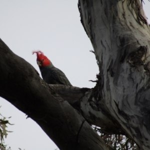 Callocephalon fimbriatum at Hackett, ACT - 30 Aug 2021