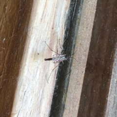 Unidentified Crane fly, midge, mosquito or gnat (several families) at Aranda, ACT - 30 Aug 2021 by KMcCue