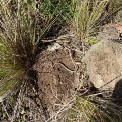 Aprasia parapulchella (Pink-tailed Worm-lizard) at Cooleman Ridge - 28 Aug 2021 by milliekss