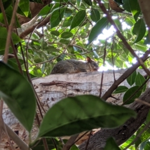 Trichosurus vulpecula at Wodonga, VIC - 31 Aug 2021