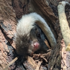 Pseudocheirus peregrinus (Common Ringtail Possum) at Wodonga Regional Park - 30 Aug 2021 by ChrisAllen