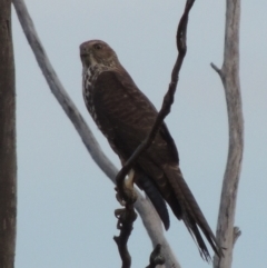 Accipiter cirrocephalus (Collared Sparrowhawk) at Paddys River, ACT - 7 Jan 2015 by michaelb