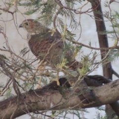 Tachyspiza cirrocephala at Paddys River, ACT - 7 Jan 2015