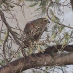 Tachyspiza cirrocephala at Paddys River, ACT - 7 Jan 2015