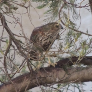 Tachyspiza cirrocephala at Paddys River, ACT - 7 Jan 2015 07:59 PM