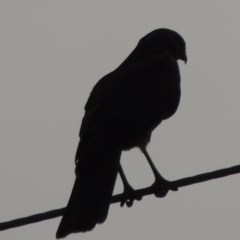 Accipiter cirrocephalus at Paddys River, ACT - 7 Jan 2015