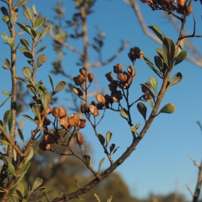 Bursaria spinosa (Native Blackthorn, Sweet Bursaria) at Calwell, ACT - 10 Aug 2021 by MichaelBedingfield