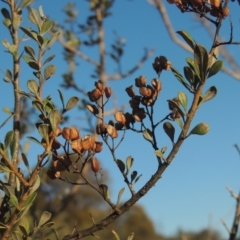 Bursaria spinosa (Native Blackthorn) at Calwell, ACT - 10 Aug 2021 by michaelb