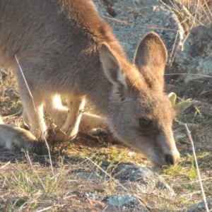 Macropus giganteus at Calwell, ACT - 10 Aug 2021