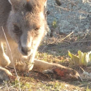 Macropus giganteus at Calwell, ACT - 10 Aug 2021