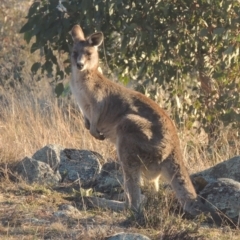 Macropus giganteus at Calwell, ACT - 10 Aug 2021