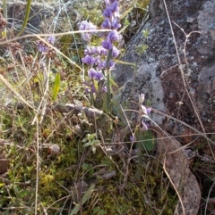 Hovea heterophylla at Conder, ACT - 31 Aug 2021