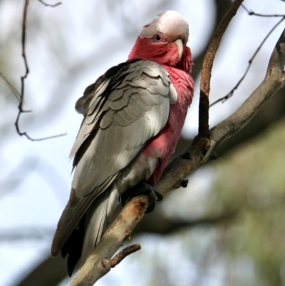 Eolophus roseicapilla (Galah) at Springdale Heights, NSW - 30 Aug 2021 by PaulF