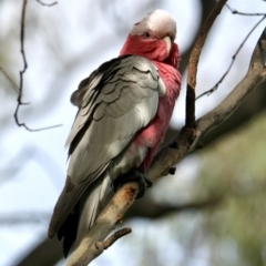 Eolophus roseicapillus (Galah) at Springdale Heights, NSW - 30 Aug 2021 by PaulF