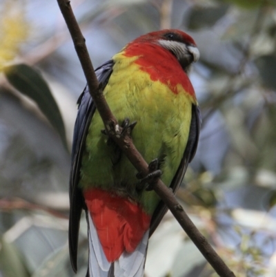 Platycercus eximius (Eastern Rosella) at Albury - 30 Aug 2021 by PaulF