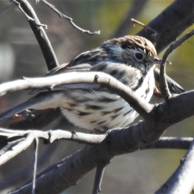 Pyrrholaemus sagittatus (Speckled Warbler) at Gigerline Nature Reserve - 31 Aug 2021 by JohnBundock