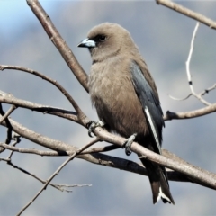 Artamus cyanopterus cyanopterus (Dusky Woodswallow) at Tharwa, ACT - 31 Aug 2021 by JohnBundock