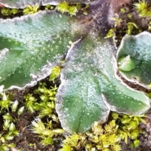 Riccia cartilaginosa at Macgregor, ACT - 31 Aug 2021