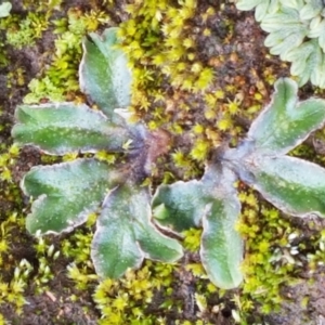 Riccia cartilaginosa at Macgregor, ACT - 31 Aug 2021 12:15 PM