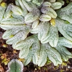 Riccia subbifurca (Liverwort) at Umbagong District Park - 31 Aug 2021 by tpreston